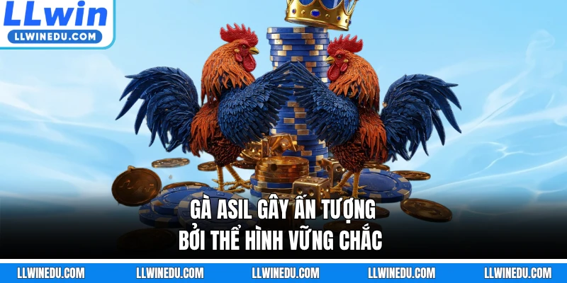 Gà Asil gây ấn tượng bởi thể hình vững chắc